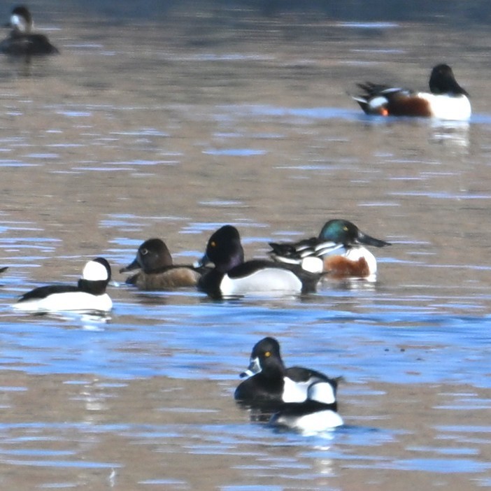 Northern Shoveler - ML652162607