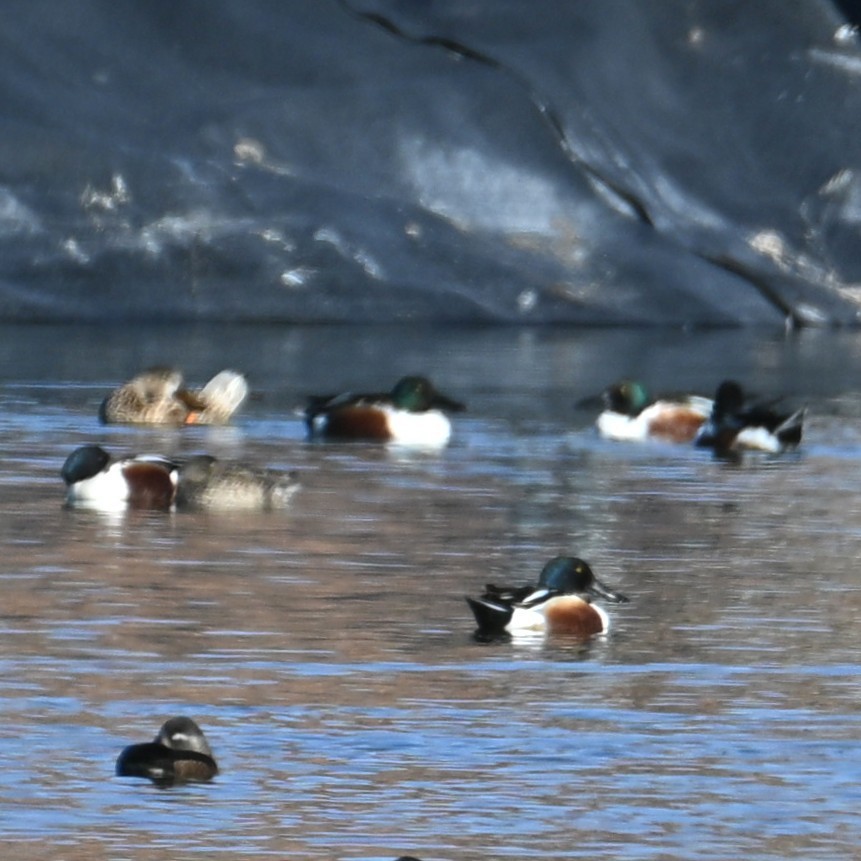 Northern Shoveler - ML652162609