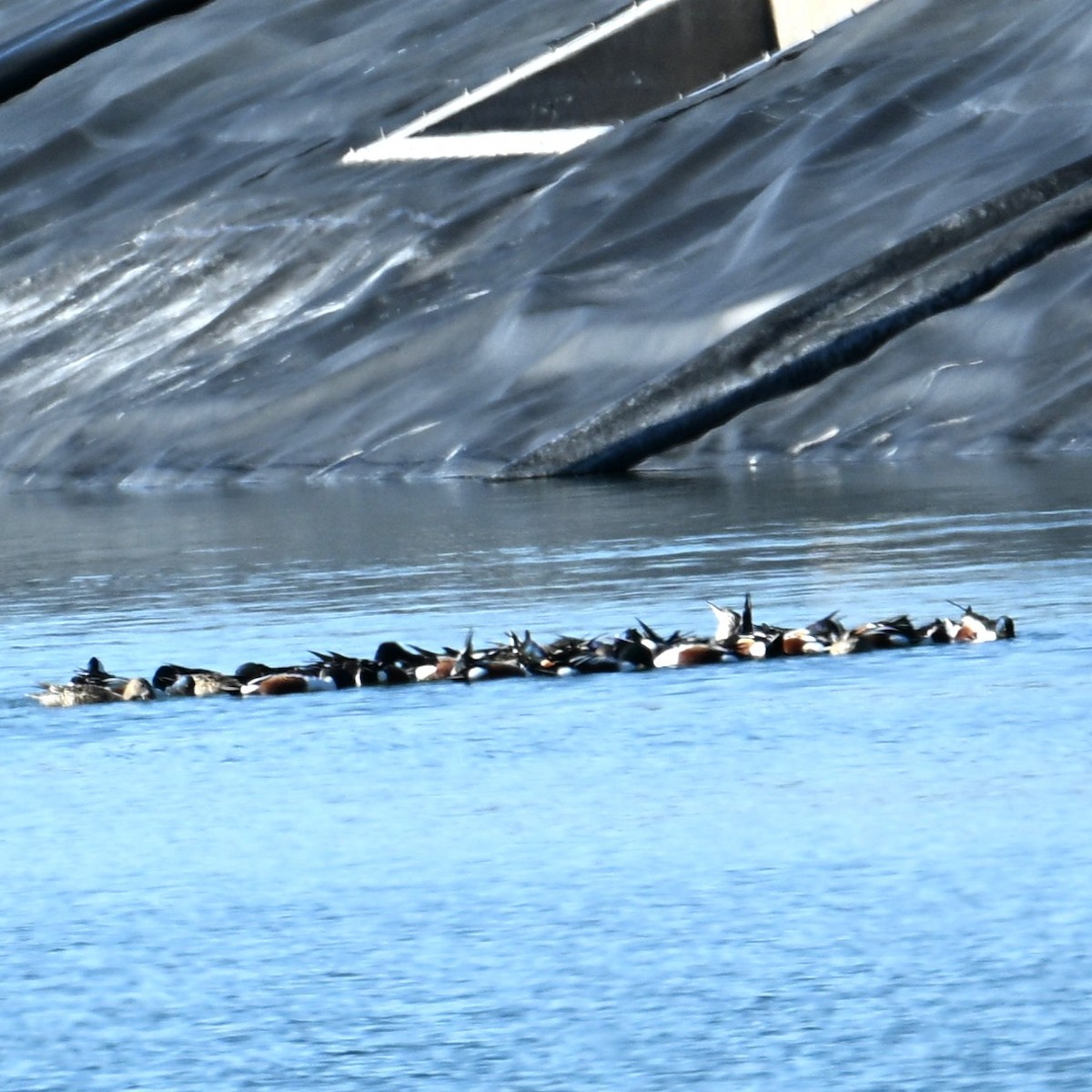 Northern Shoveler - ML652162611