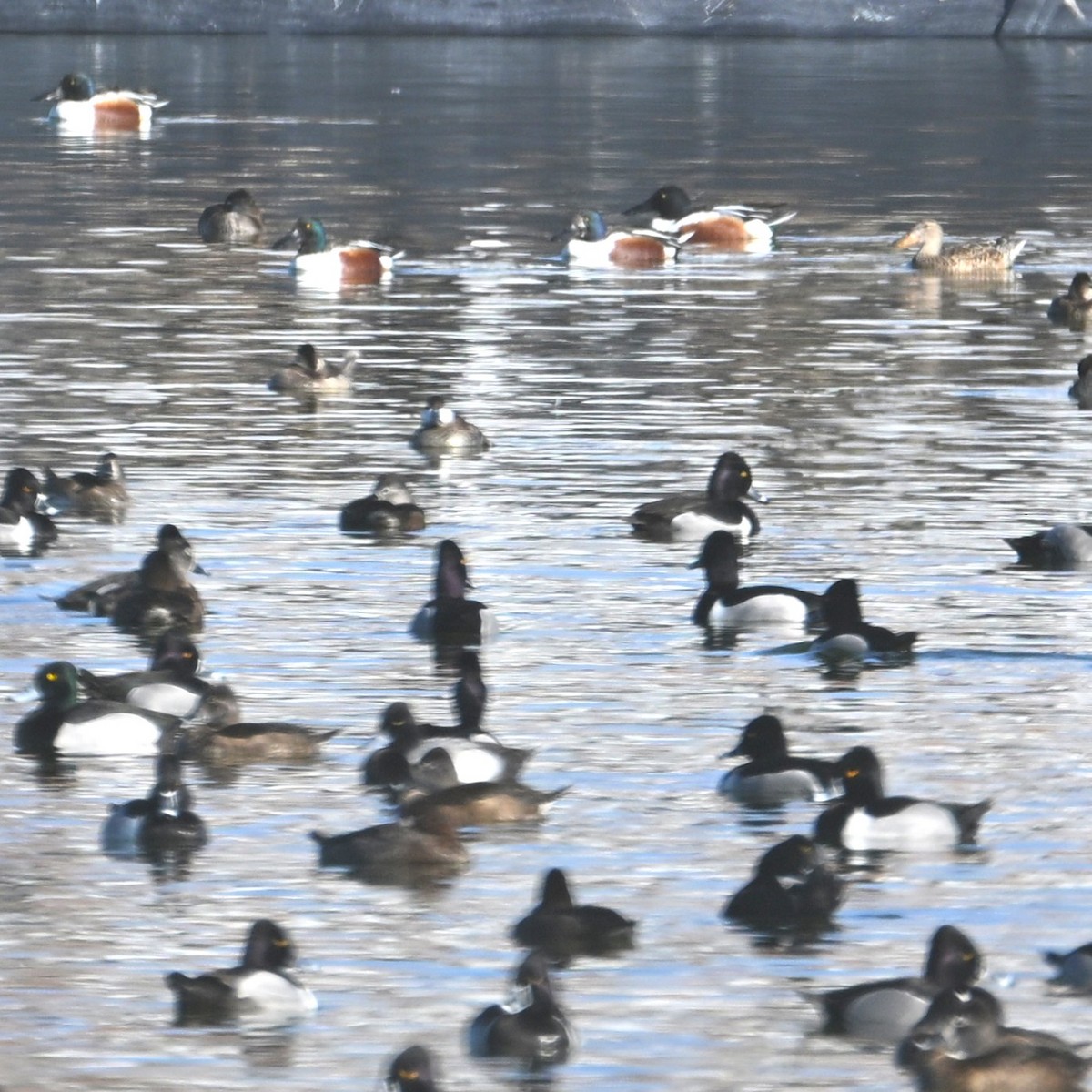 Northern Shoveler - ML652162612