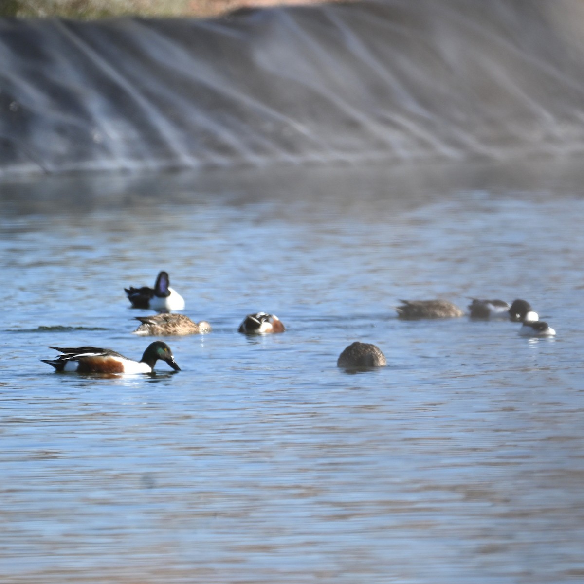 Northern Shoveler - ML652162613