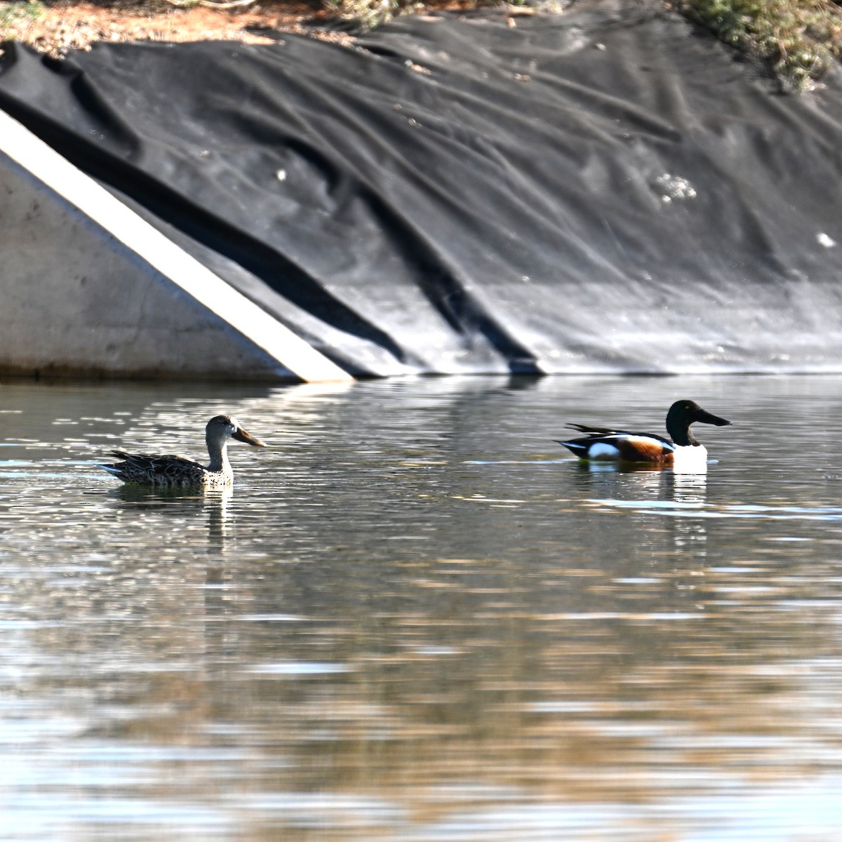 Northern Shoveler - ML652162614