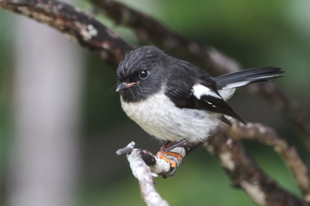 Tomtit - ML652162640