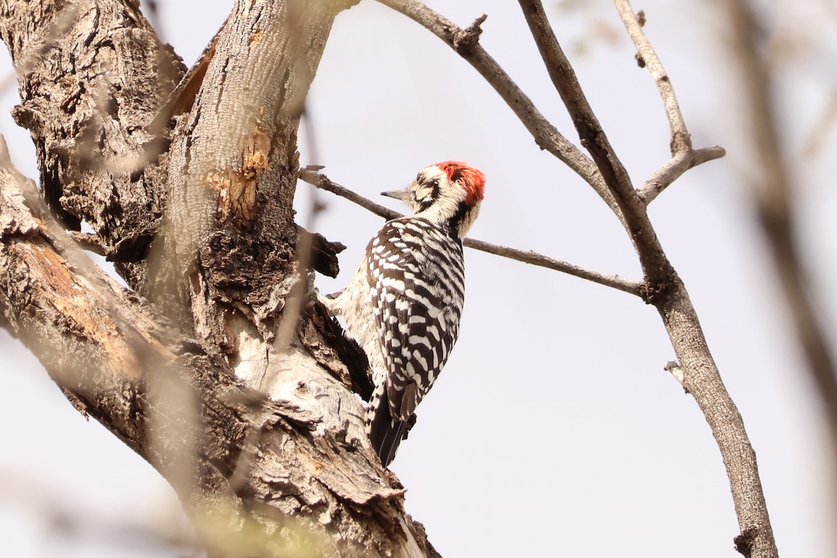 Ladder-backed Woodpecker - ML652162776