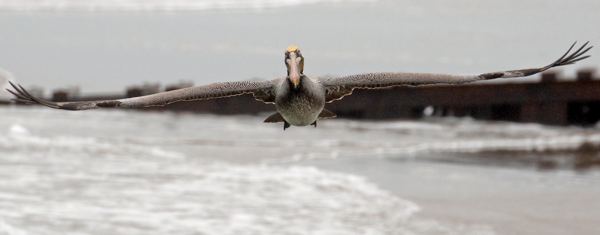 שקנאי חום - ML652163171