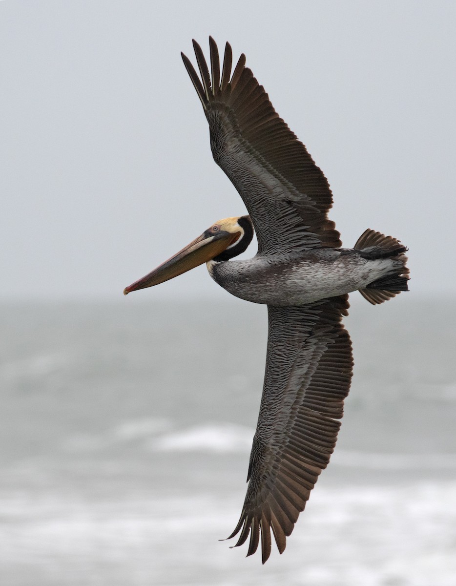 שקנאי חום - ML652163172