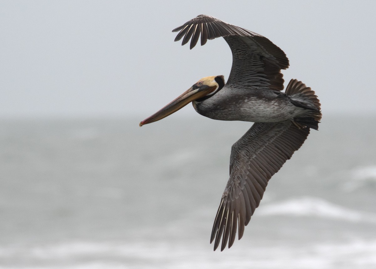 שקנאי חום - ML652163173