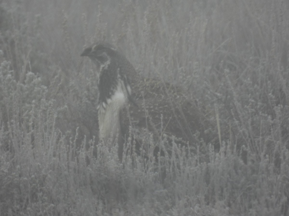 Greater Sage-Grouse - ML652163191
