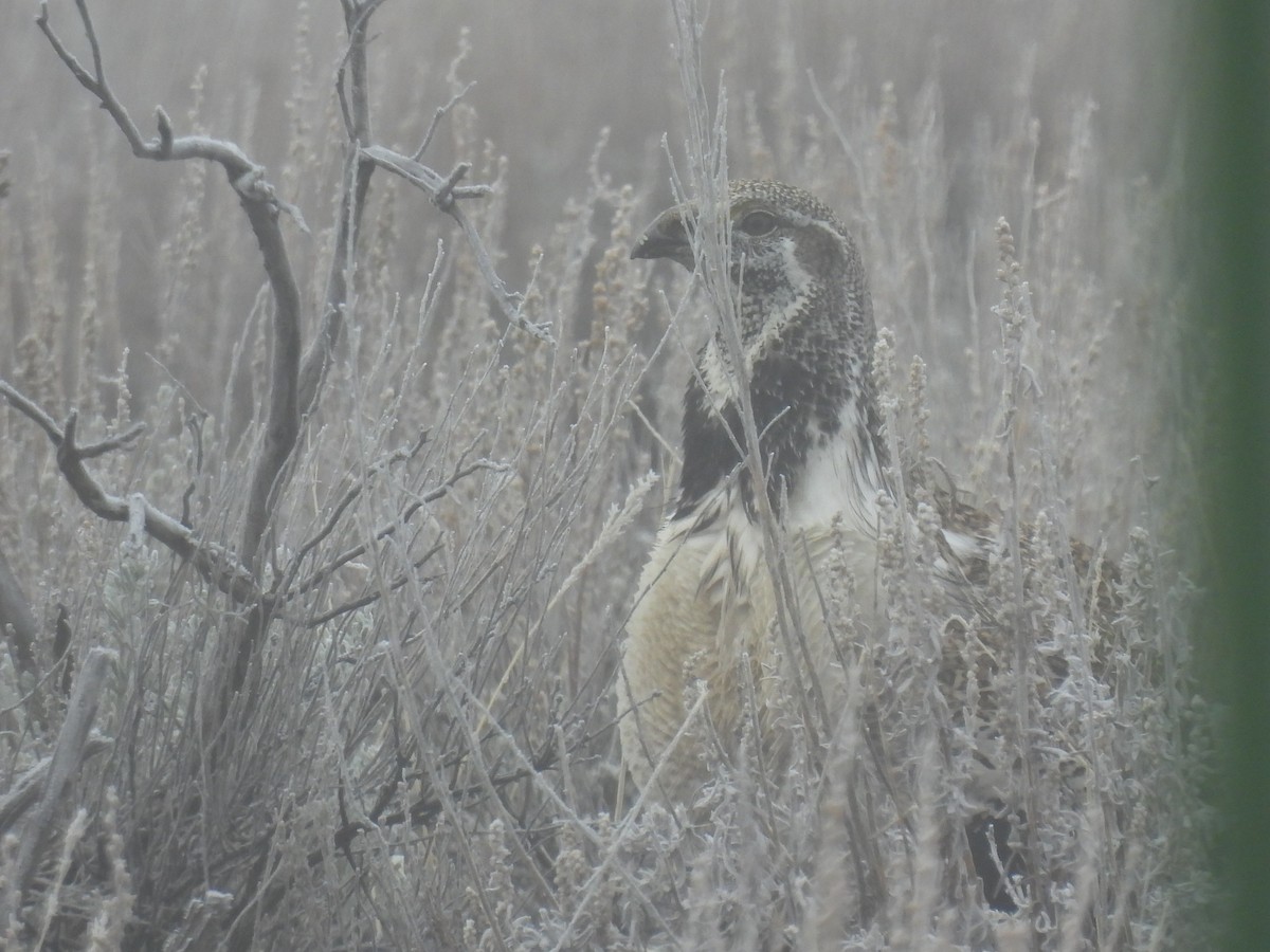 Greater Sage-Grouse - ML652163192