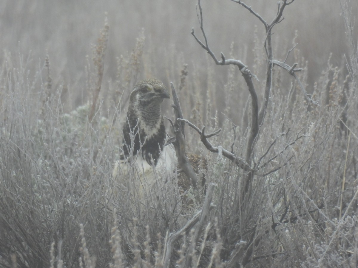 Greater Sage-Grouse - ML652163193