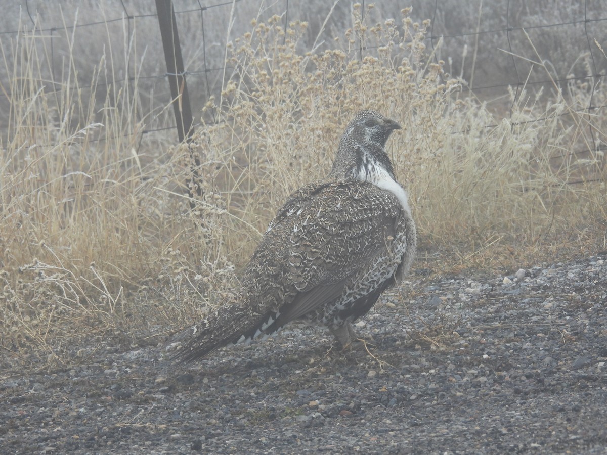Greater Sage-Grouse - ML652163194