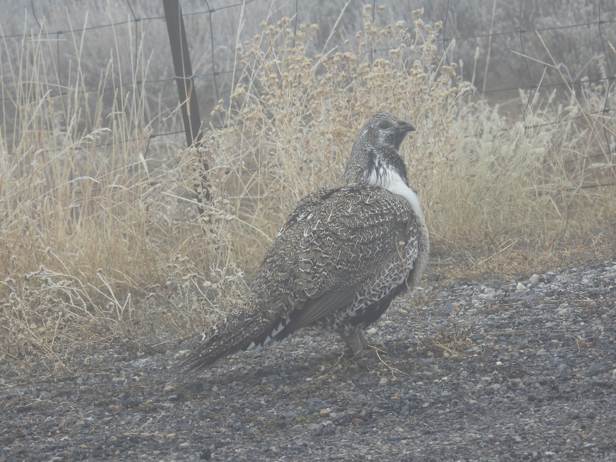 Greater Sage-Grouse - ML652163195