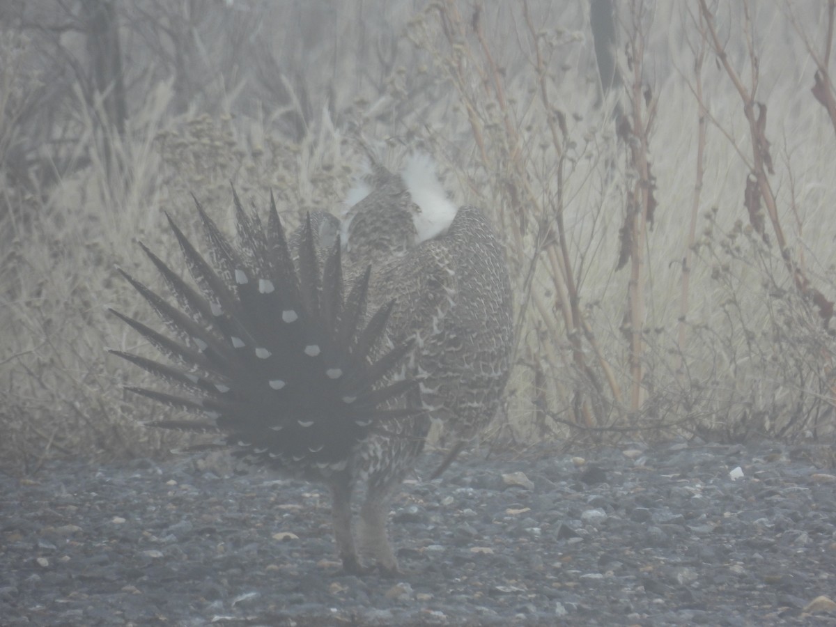 Greater Sage-Grouse - ML652163196