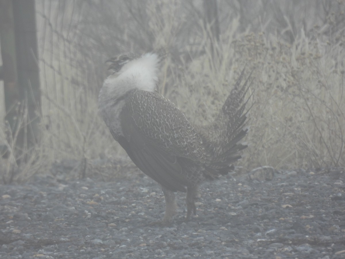 Greater Sage-Grouse - ML652163197