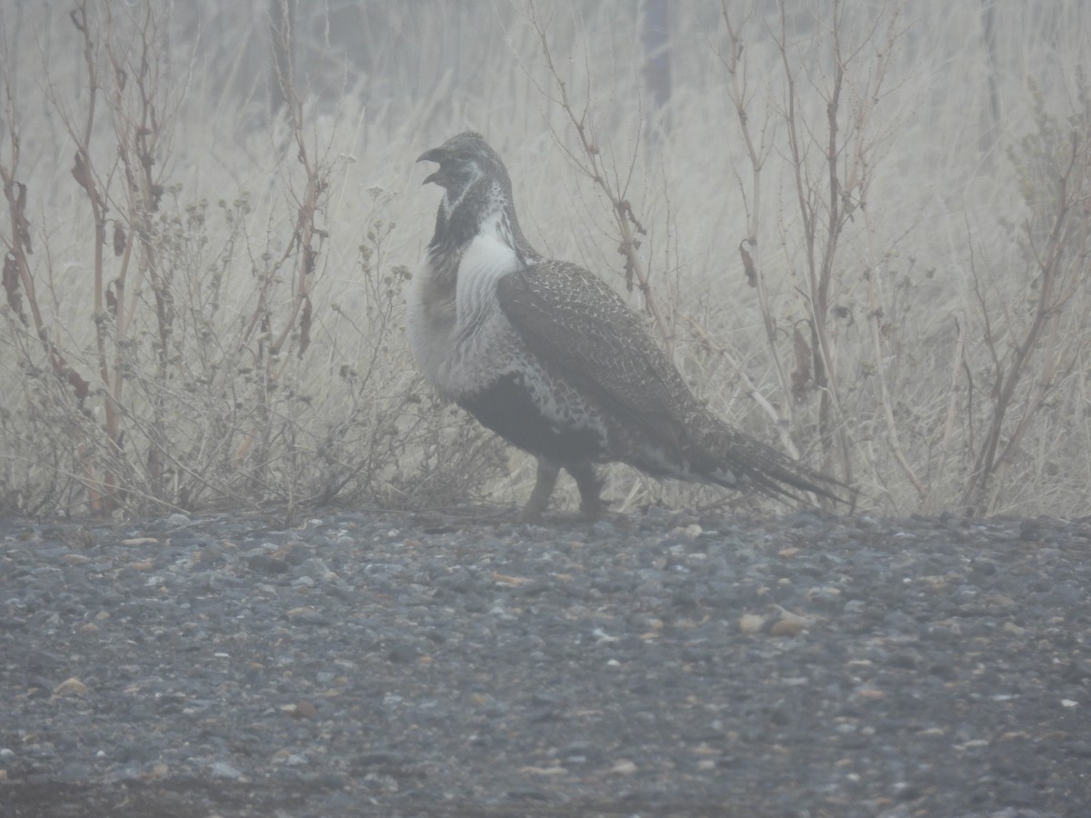 Greater Sage-Grouse - ML652163198
