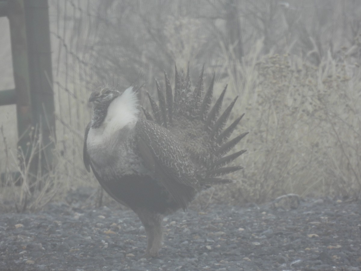 Greater Sage-Grouse - ML652163199