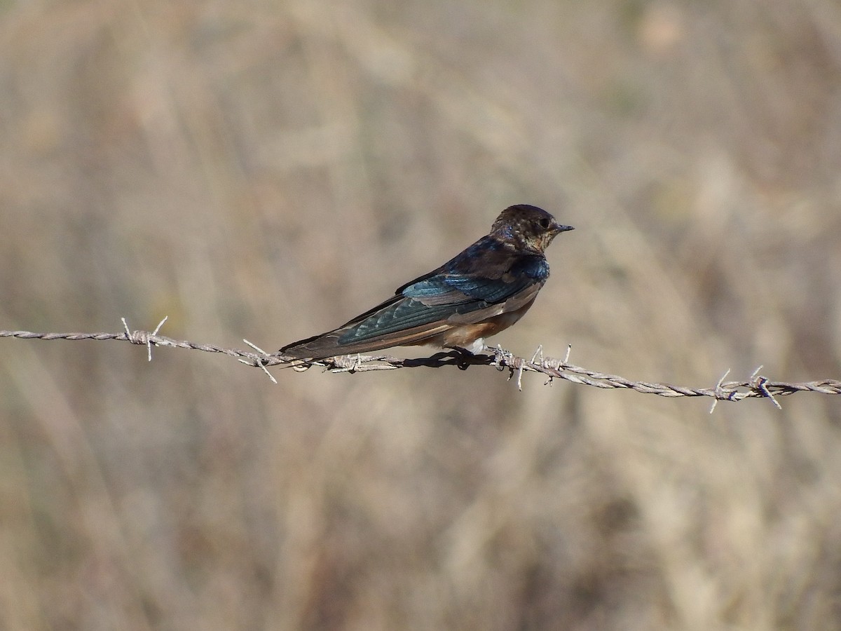 ツバメ - ML652163227