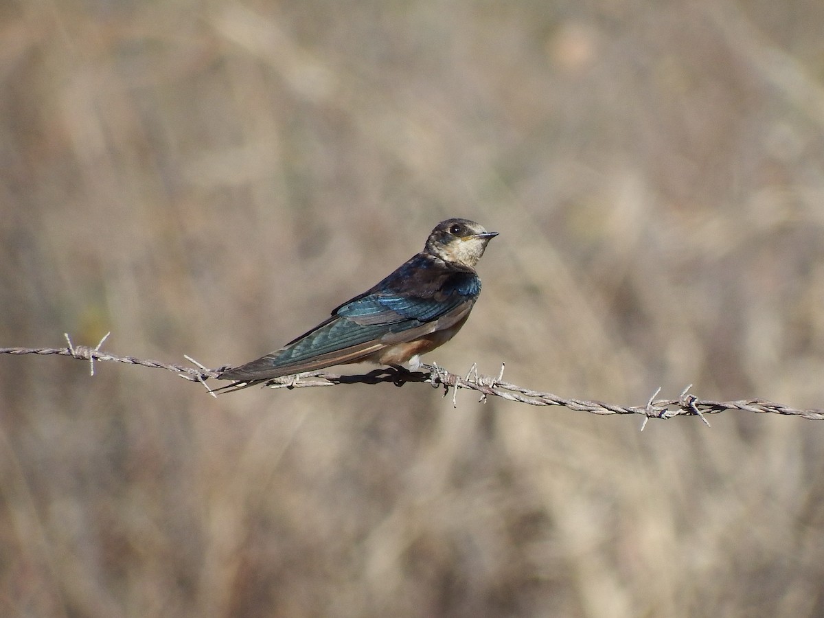 ツバメ - ML652163228