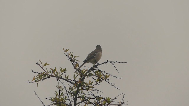 Northern Mockingbird - ML652163312