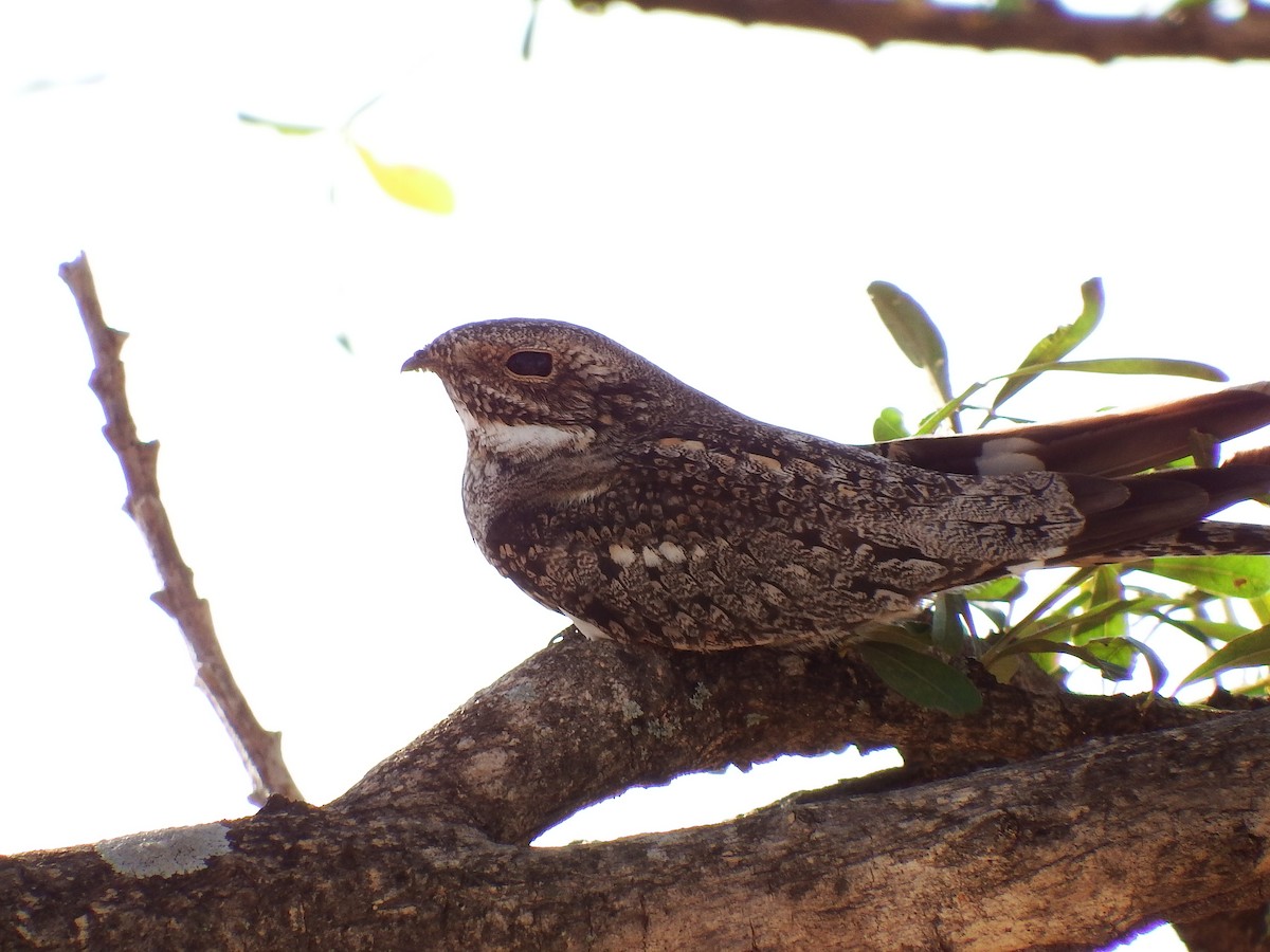 コアメリカヨタカ - ML652163407