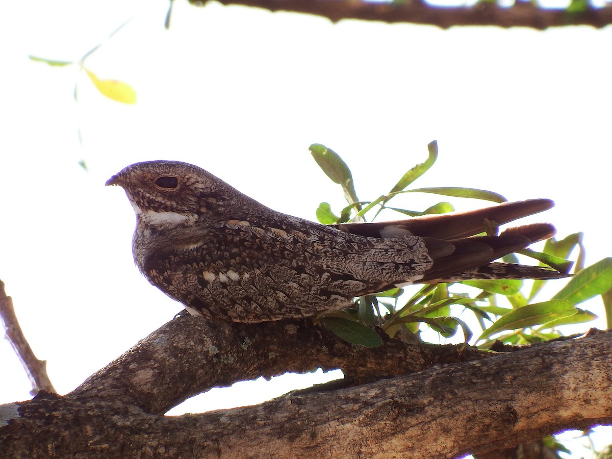 コアメリカヨタカ - ML652163408