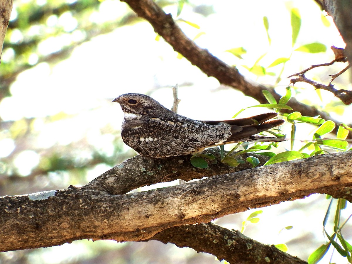 コアメリカヨタカ - ML652163410