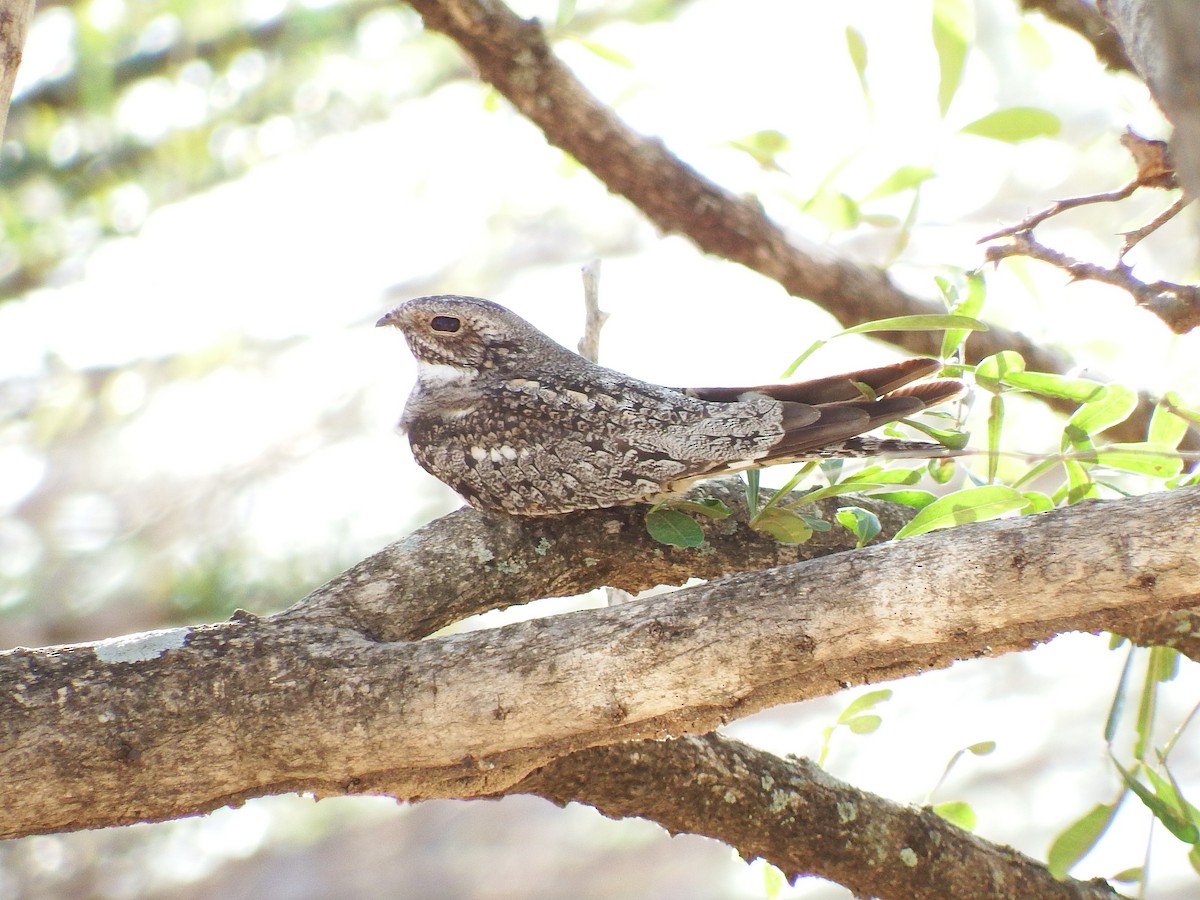 コアメリカヨタカ - ML652163411