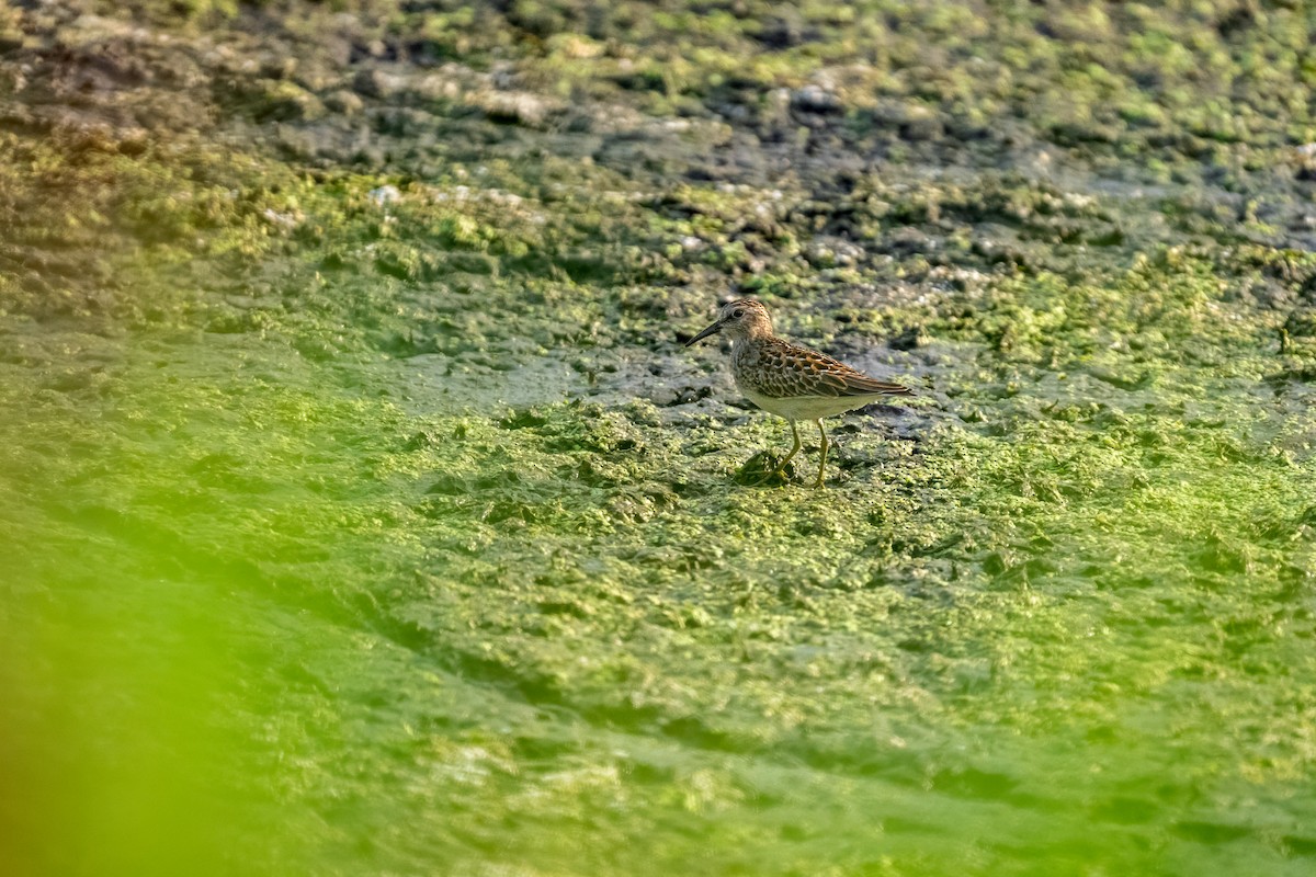 Least Sandpiper - ML652163414