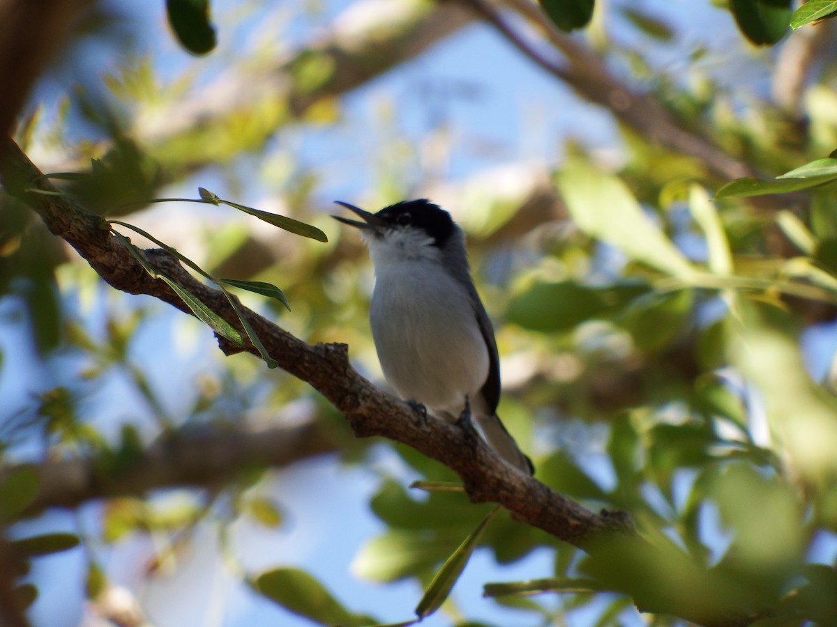 ホオジロズグロブユムシクイ - ML652163437