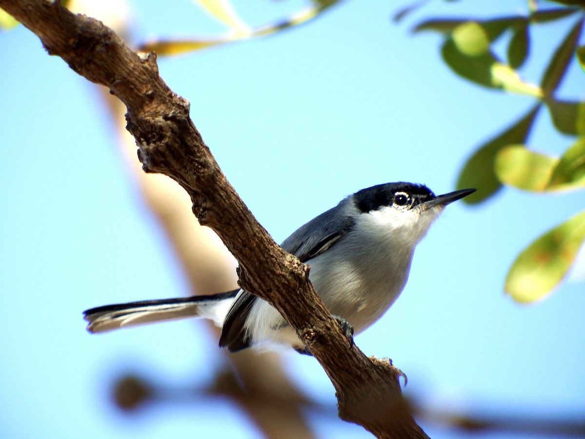 ホオジロズグロブユムシクイ - ML652163438