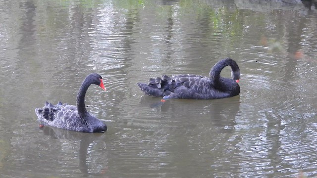 Black Swan - ML652163440