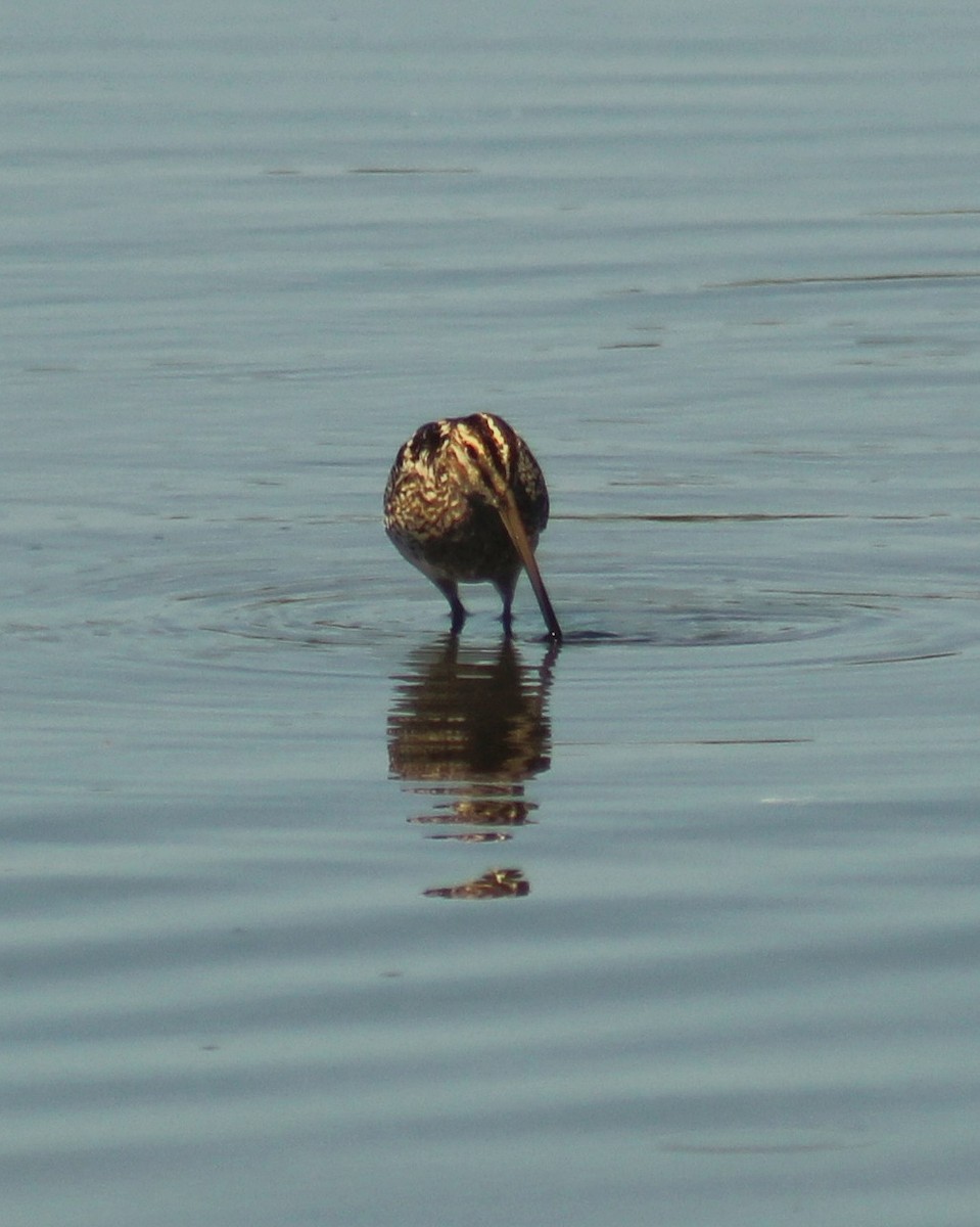 パラグアイタシギ - ML652163567