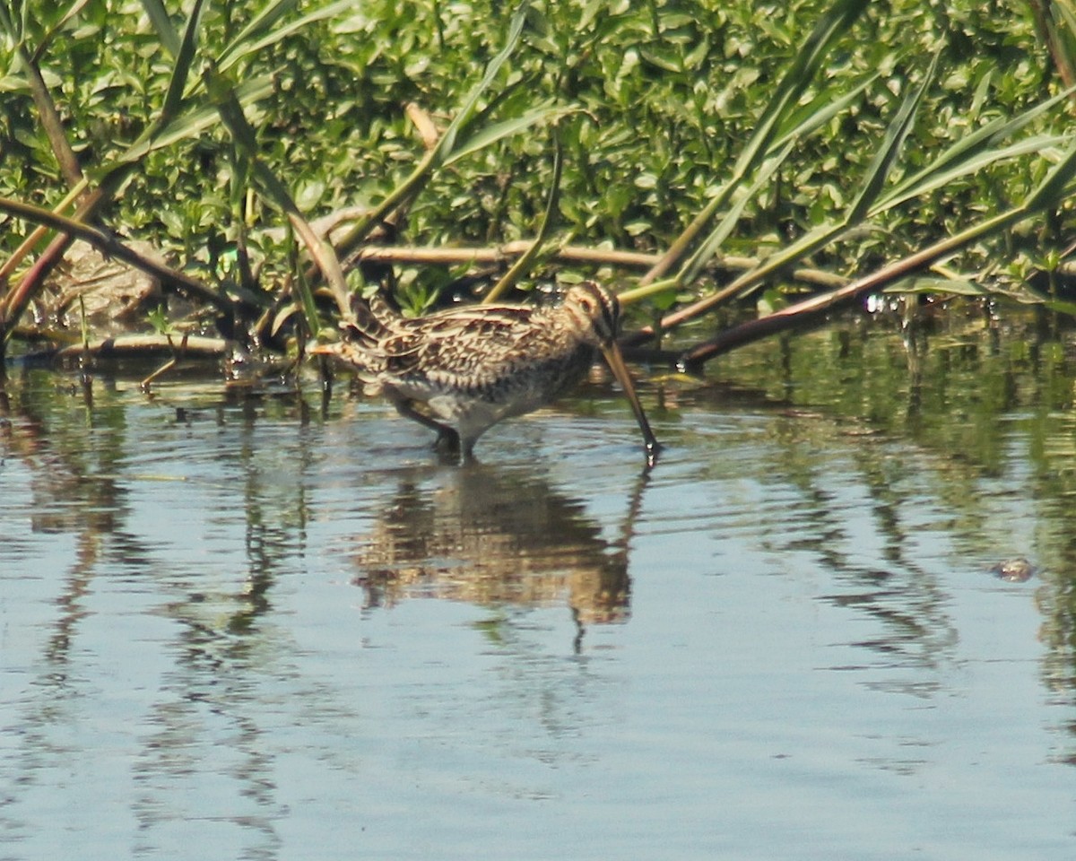 パラグアイタシギ - ML652163568