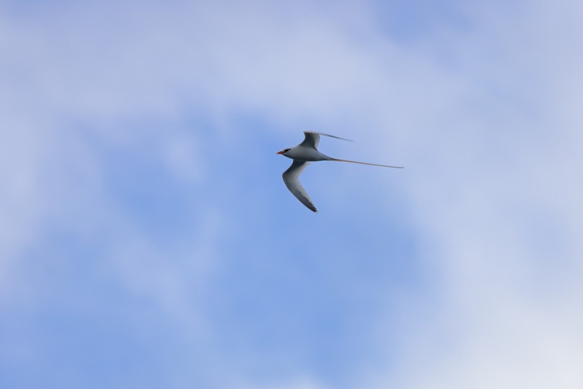 White-tailed Tropicbird - ML652163721