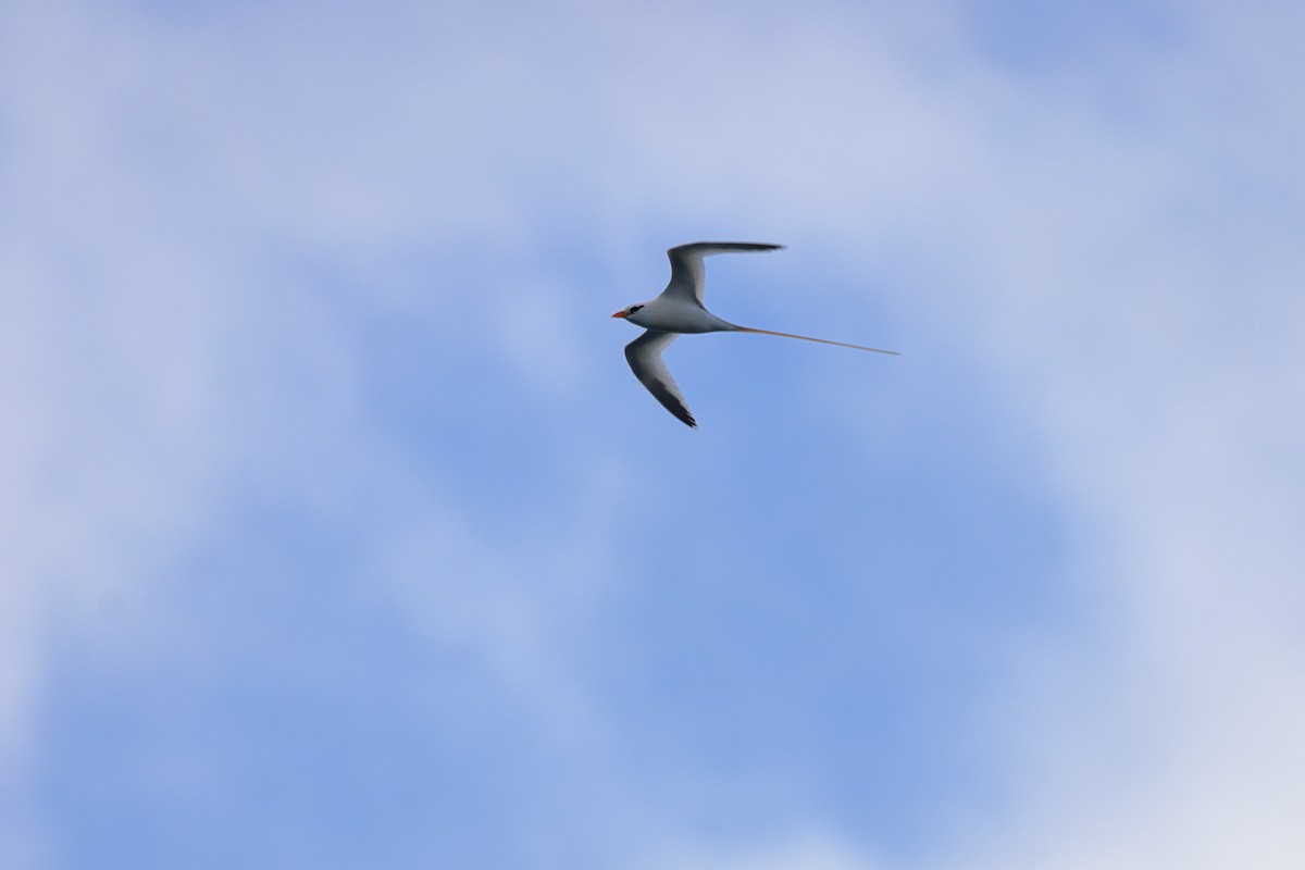 White-tailed Tropicbird - ML652163723