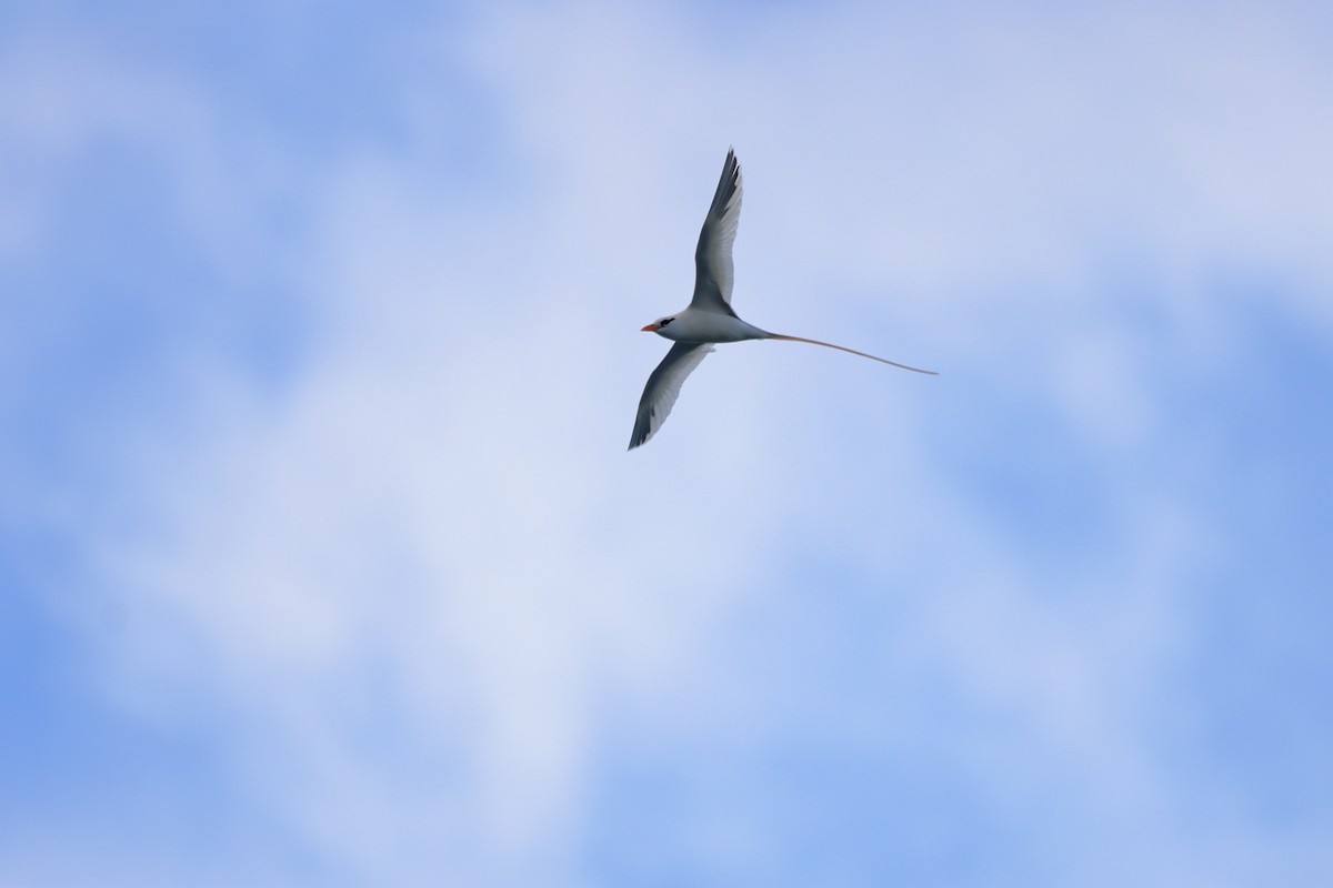White-tailed Tropicbird - ML652163744