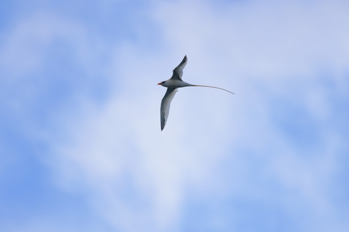 White-tailed Tropicbird - ML652163746