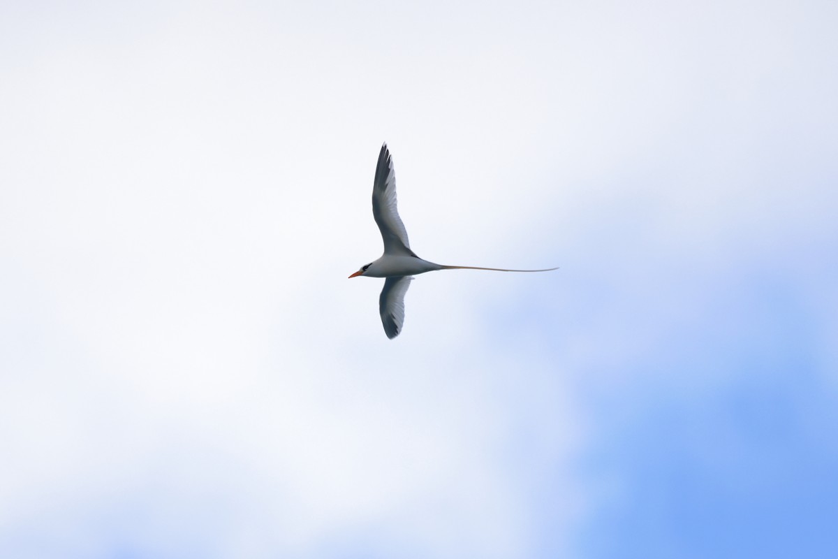 White-tailed Tropicbird - ML652163749