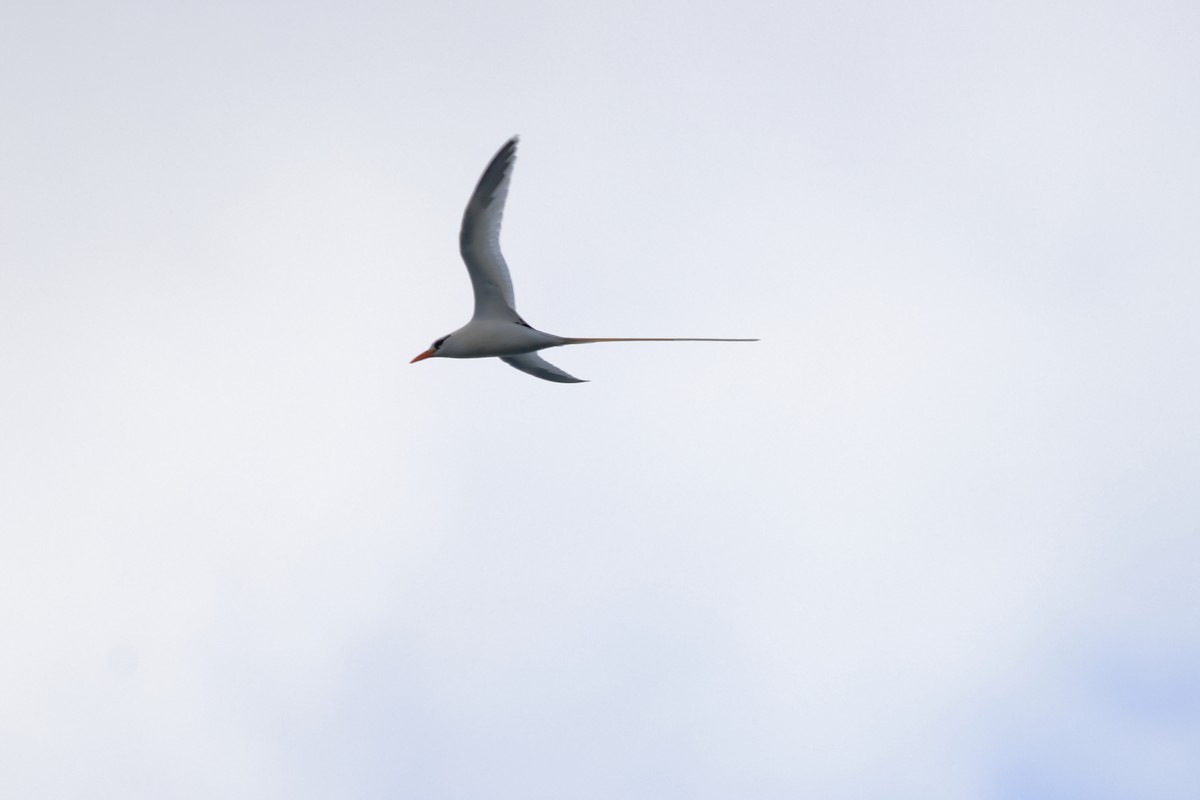 White-tailed Tropicbird - ML652163753