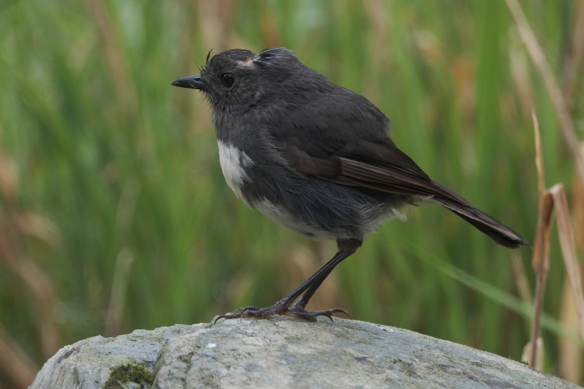 South Island Robin - ML652163773