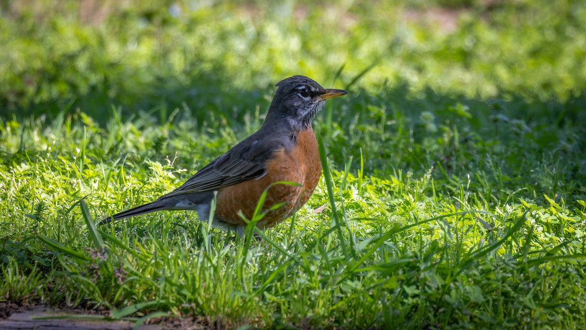 American Robin - ML652163774