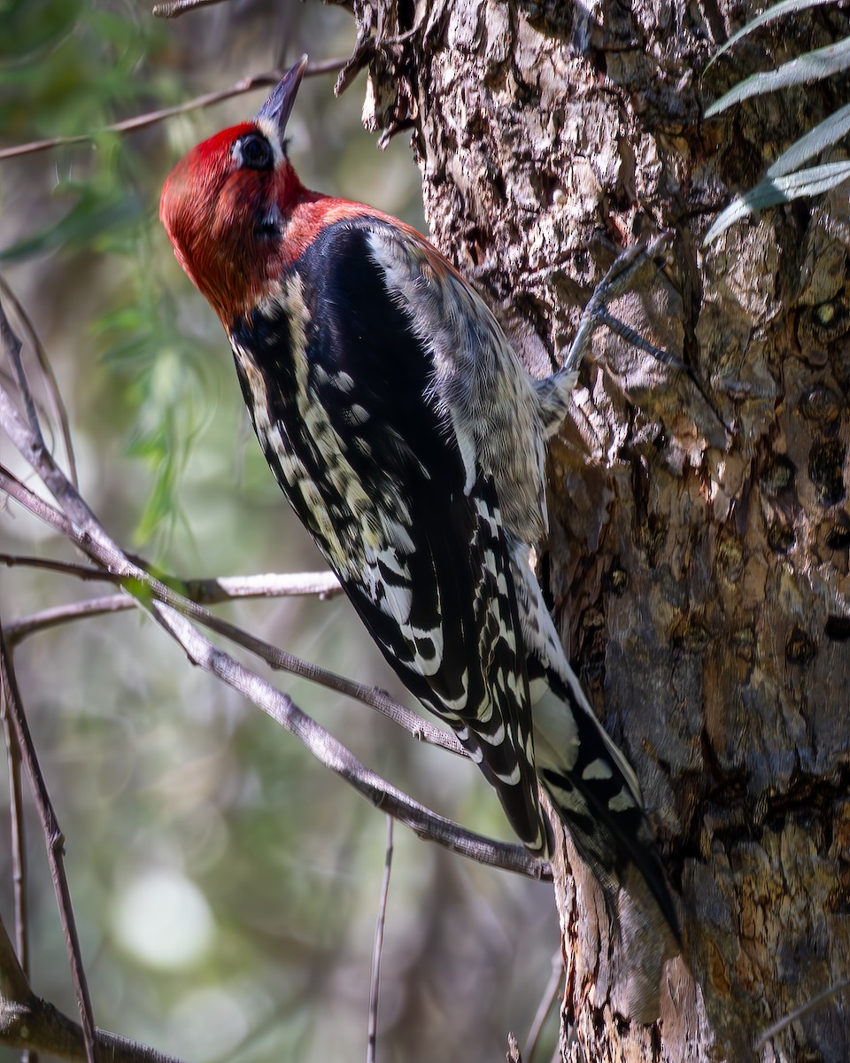 Red-breasted Sapsucker - ML652163795