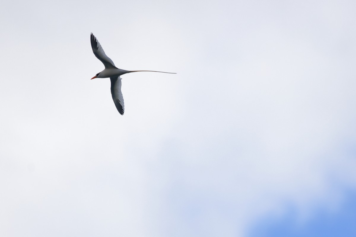White-tailed Tropicbird - ML652163975