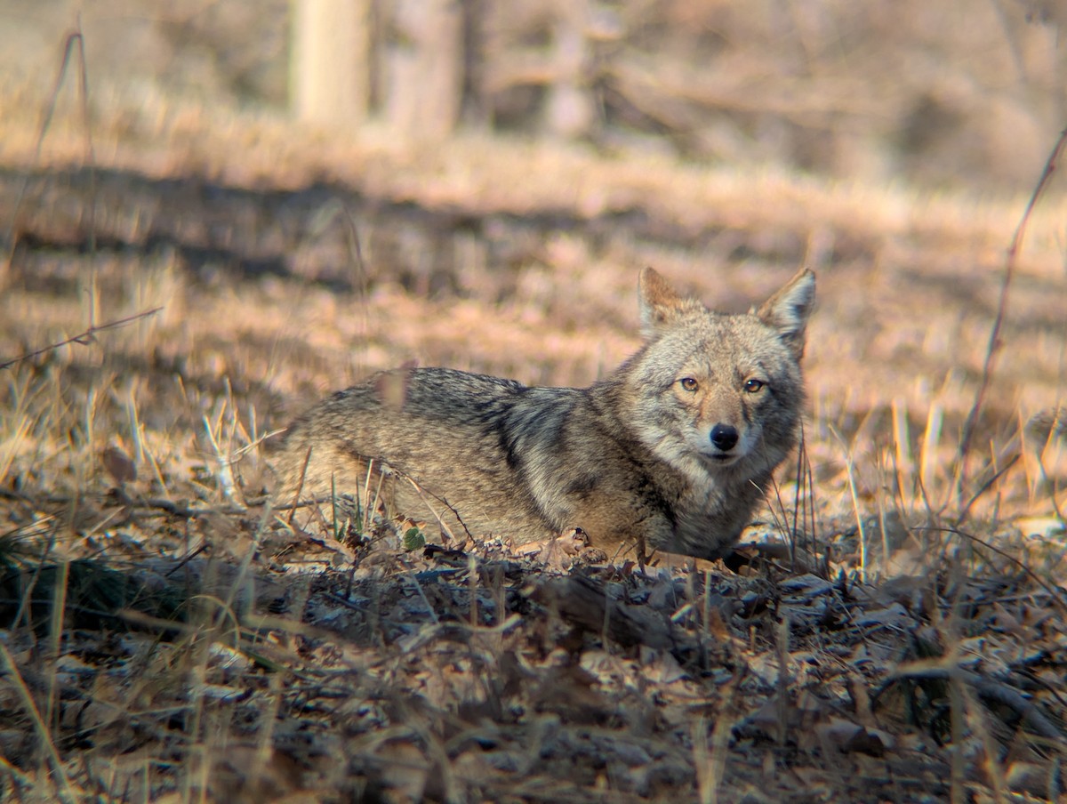 Coyote - ML652164057