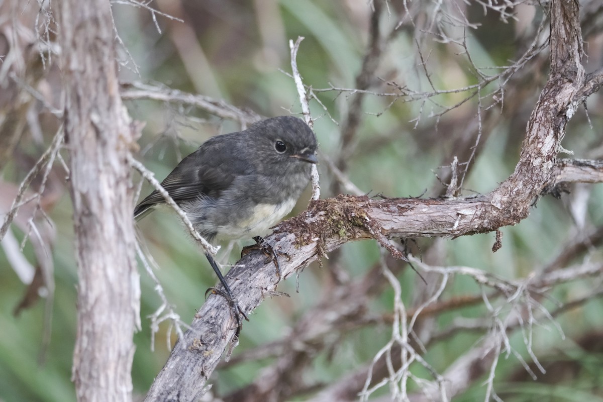 South Island Robin - ML652164069