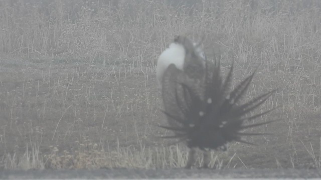 Greater Sage-Grouse - ML652164360