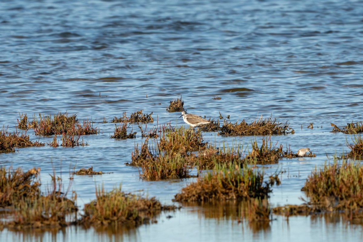 Archibebe Claro - ML652164527