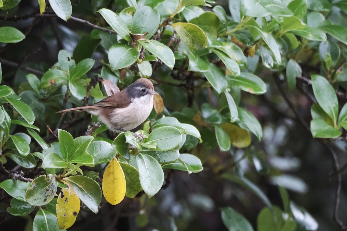 Pipipi - ML652164985