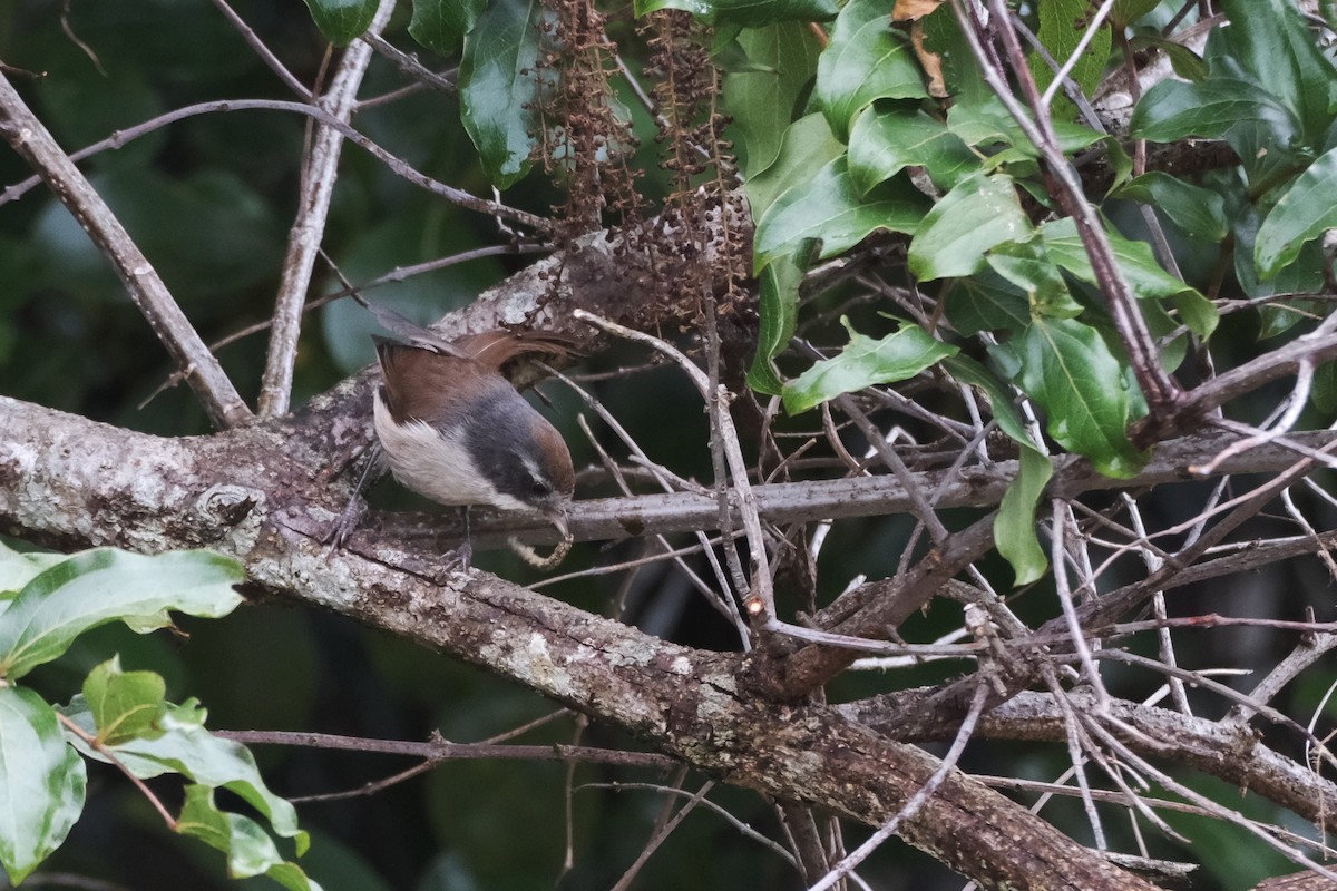 Pipipi - ML652164992