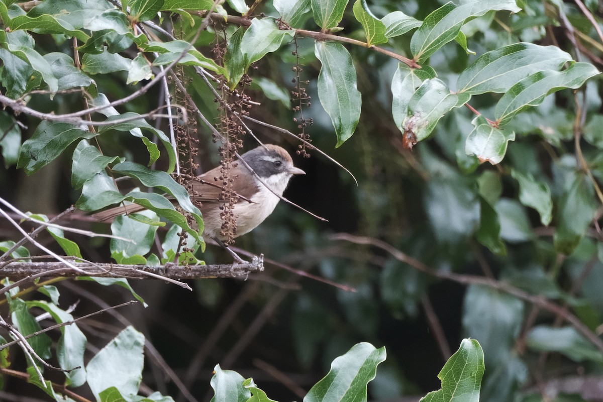 Pipipi - ML652164995